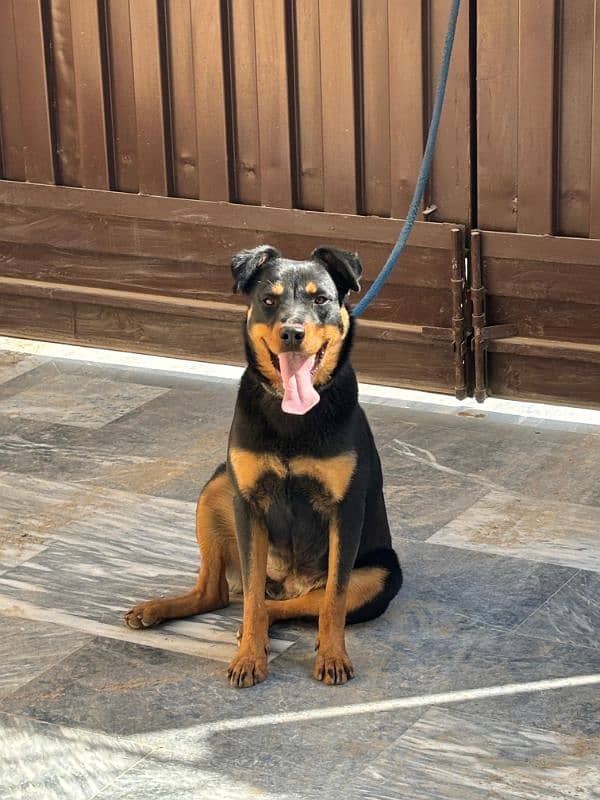 rottweiler female puppy 7 months old 2