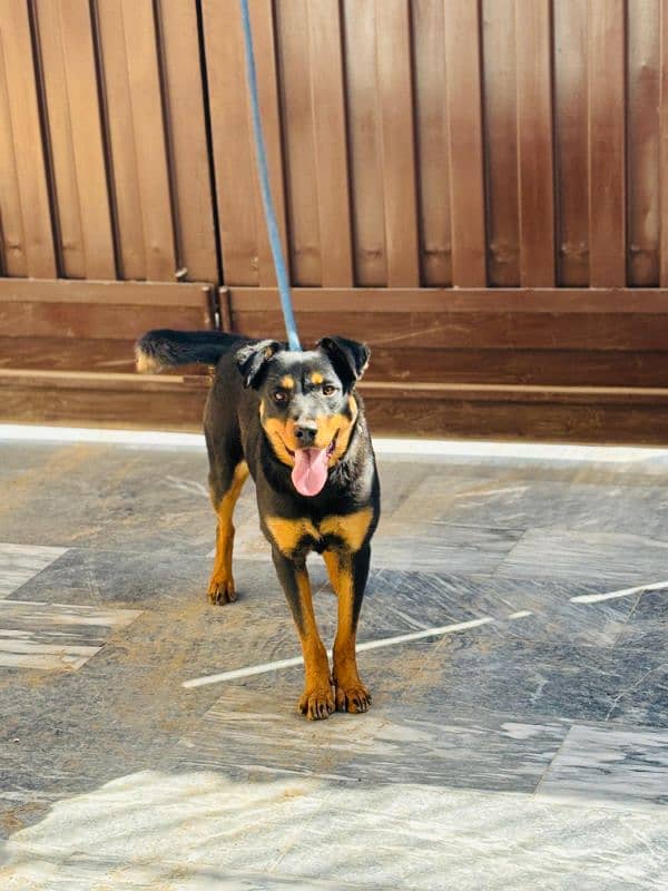 rottweiler female puppy 7 months old 5