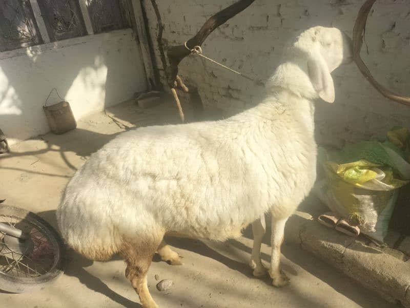 Chakki Dumba For Sale 2