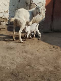 taddy bakri hai or es ki sath ak female bacha be hai