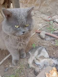 Russian Blue Cat