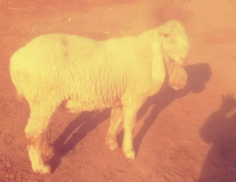 Sheep Male 9 Month 0