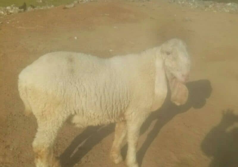 Sheep Male 9 Month 1