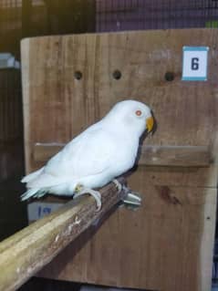 Beautiful Fischeries,Albino red eyes, Salty Parblue/pf//op,