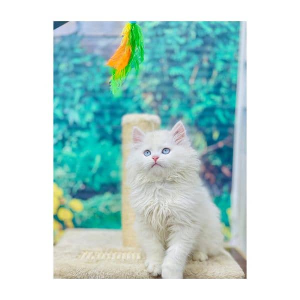 Persian Punch face triple coat cat Kitten 14