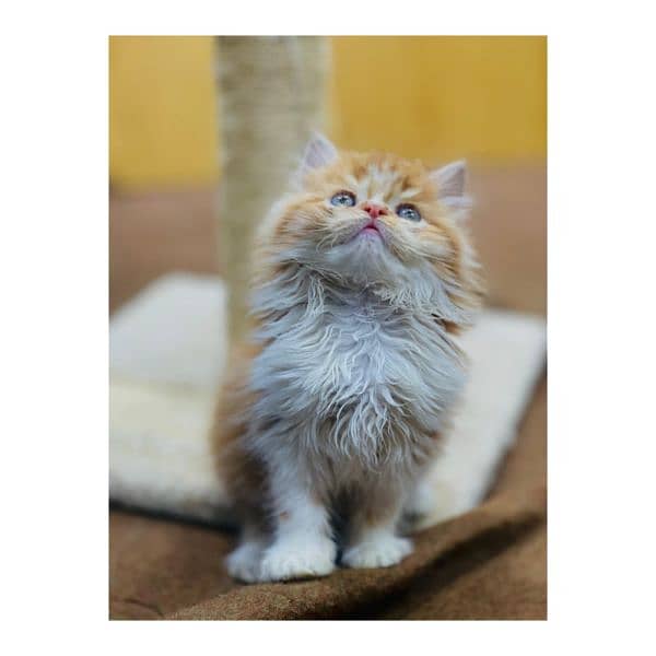 Persian Punch face triple coat cat Kitten 15