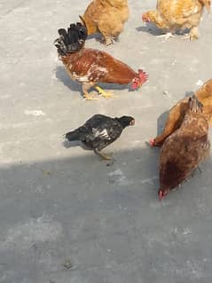 3 Desi hens egg layer 1 golden buff pair and 1 aseel  chick 2 months