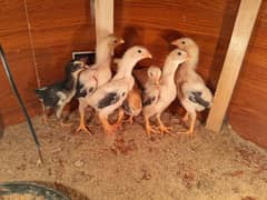 Aseel Sindhi chicks