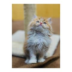 Persian Punch face triple coat cat Kitten