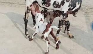 desi Beatle bakri 2 bcho wali whtsap 0326,8750,643