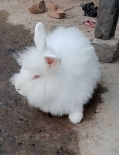 English angora rabbit