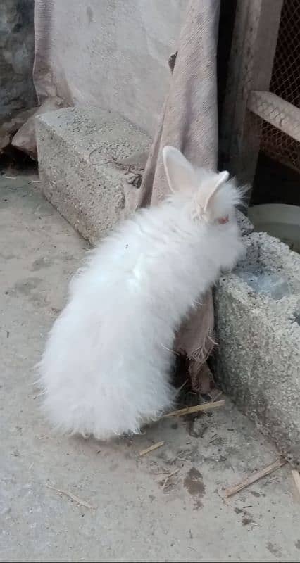 English angora rabbit 1