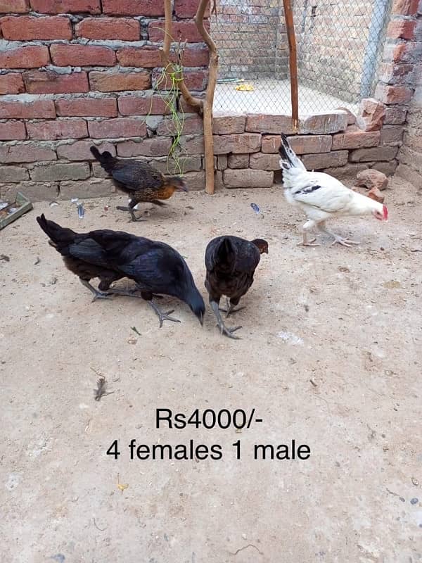 desi chicks 2