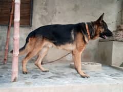 German shepherd