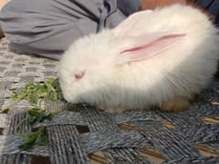 Angora