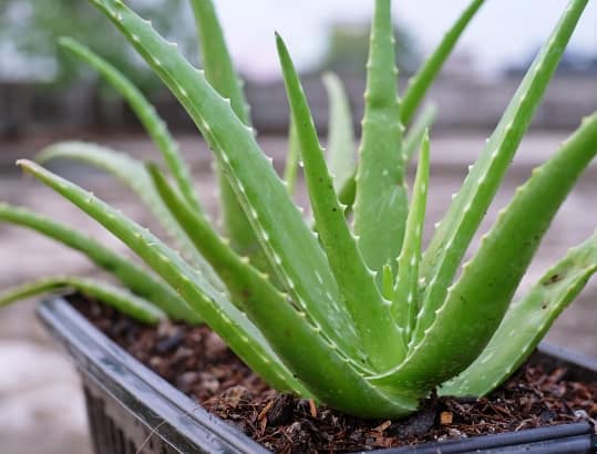 100% Natural Aloe Vera  (Home Plant Made) 2