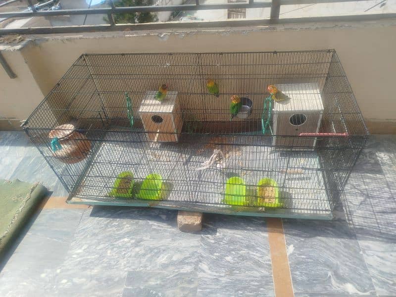 love birds 2 pair for sale and big cage 0