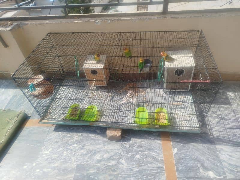 love birds 2 pair for sale and big cage 1