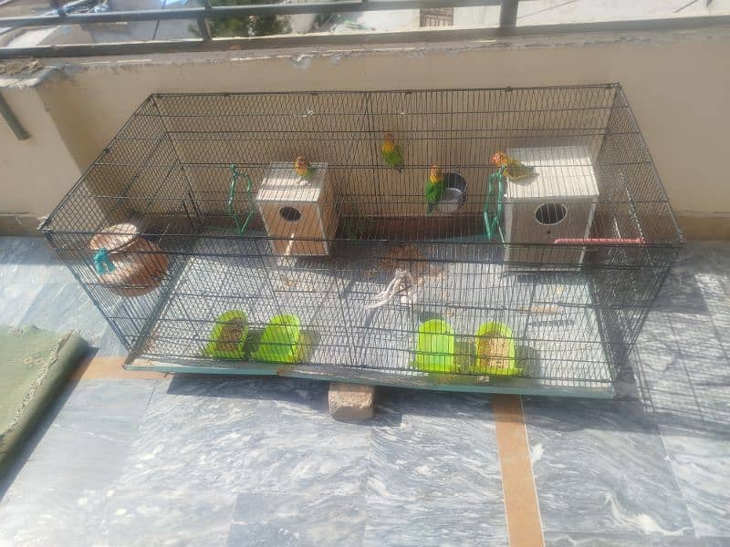 love birds 2 pair for sale and big cage 2