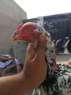 aseel Sindhi breed murga or mianwali murgi ha