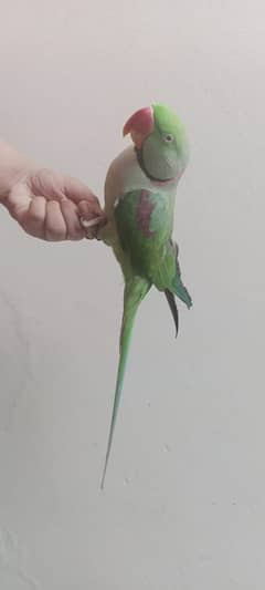 Raw parrot