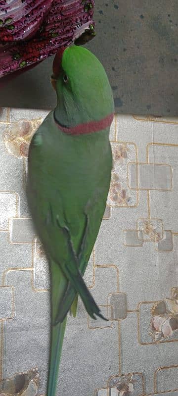 Raw parrot 3