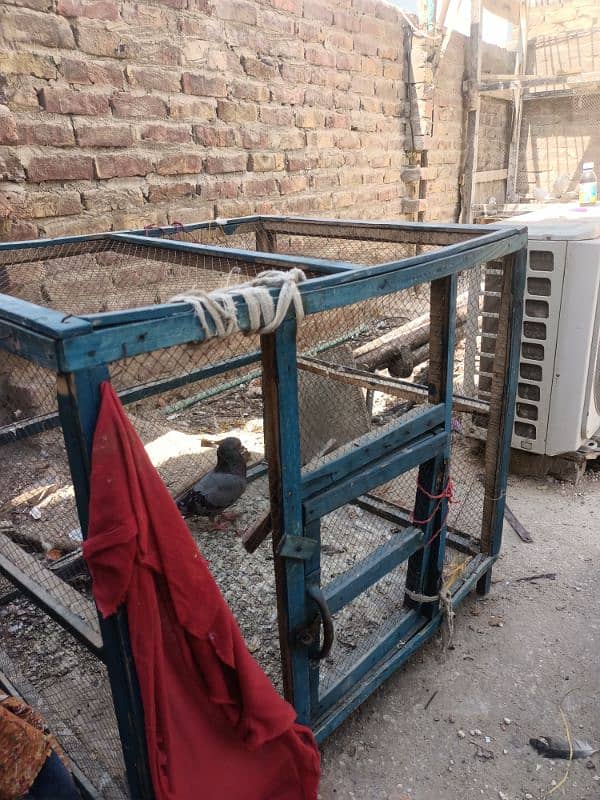 pigeon cage 3