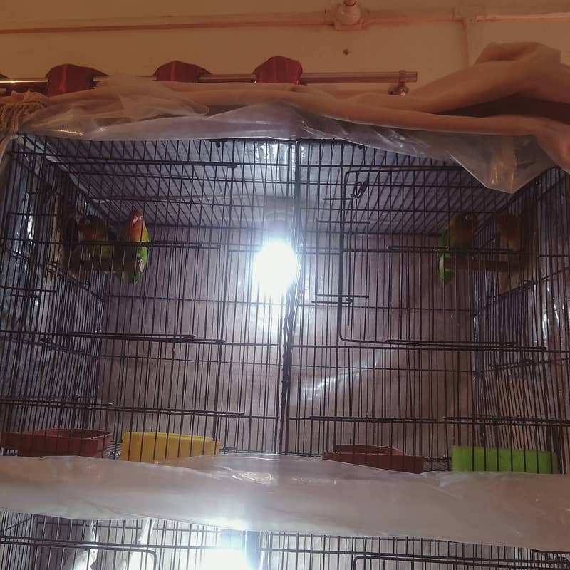 2Pairs Cocktail, 2Pairs Fisher and Two double cage for sale. 0