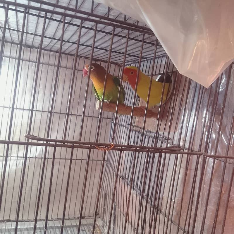 2Pairs Cocktail, 2Pairs Fisher and Two double cage for sale. 5