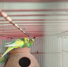 Australian Parrot for sale dono male he. 1 Fisher for sale