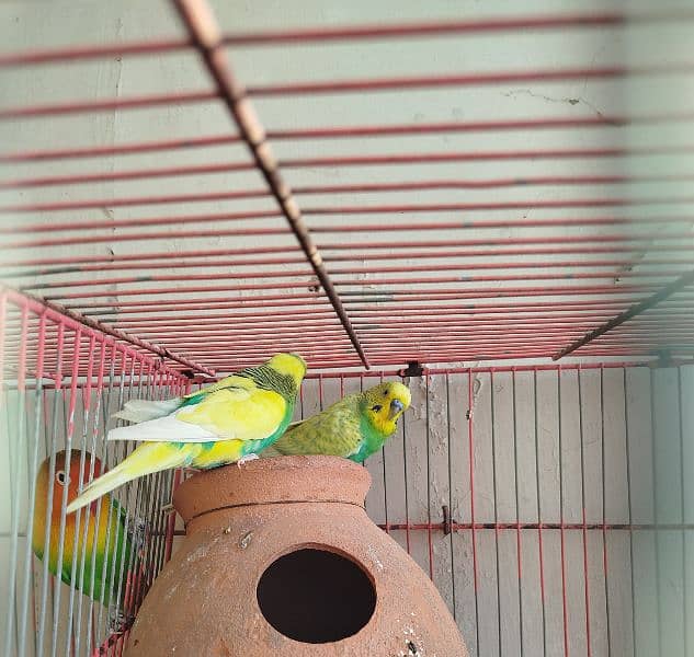 Australian Parrot for sale dono male he. 1 Fisher for sale 1