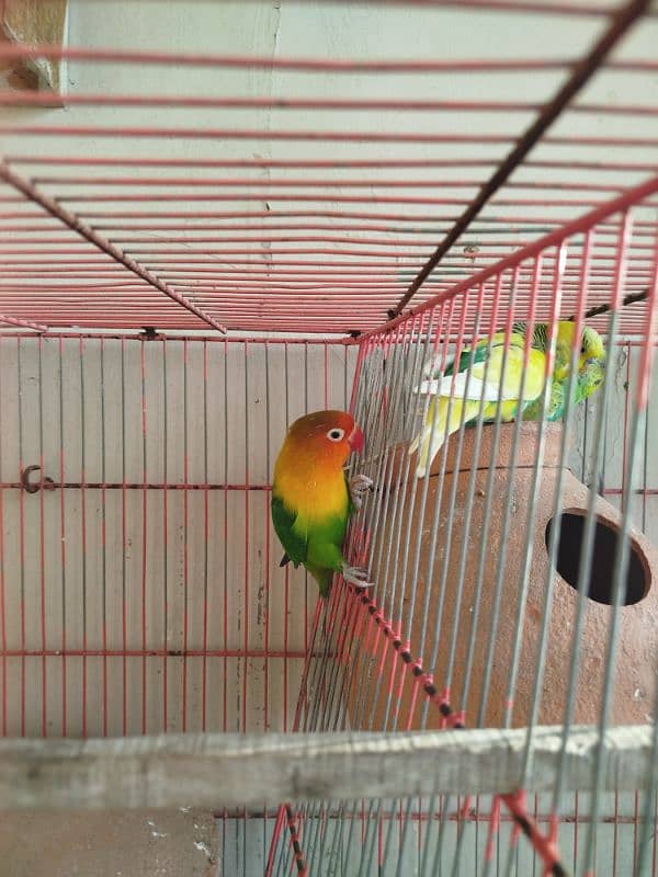 Australian Parrot for sale dono male he. 1 Fisher for sale 2