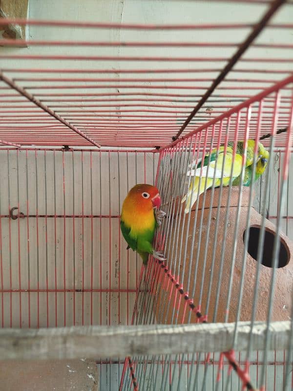 Australian Parrot for sale dono male he. 1 Fisher for sale 3