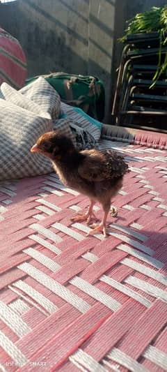 Thai Aseel Chick For sale