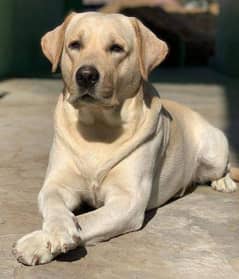 Labrador dog age 1 year 5 month