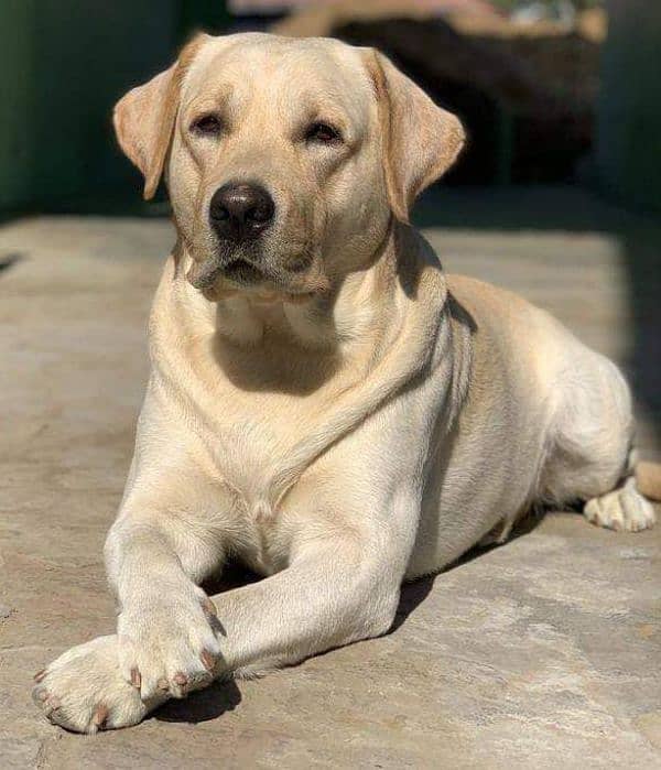 Labrador dog age 1 year 5 month 0