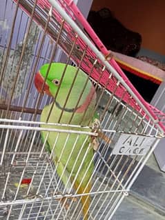 RAA parrot for sale