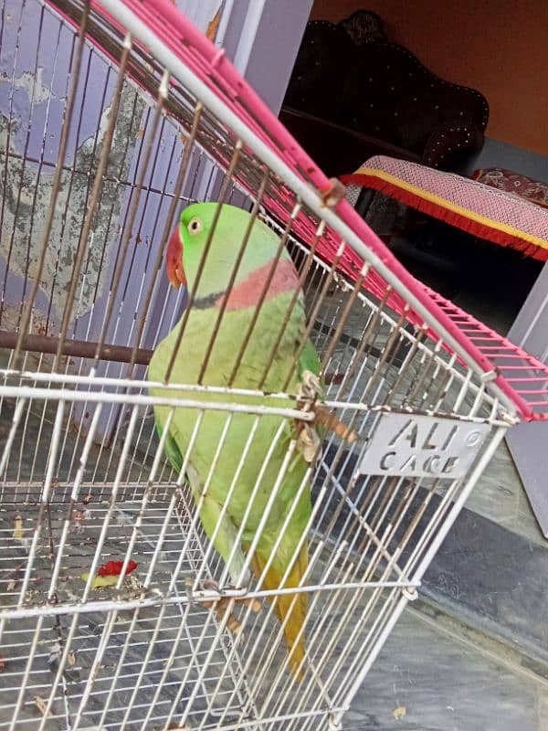 RAA parrot for sale 2