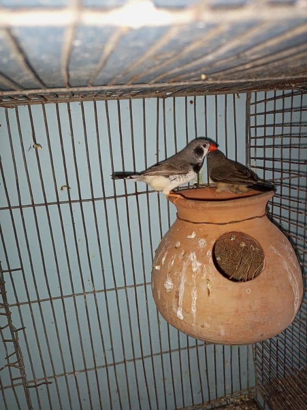 fawn and white java and mutation finch pair 5