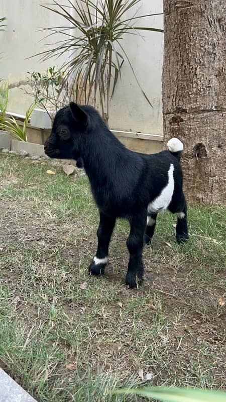 Nigerian Dwarf Goat Kid 0