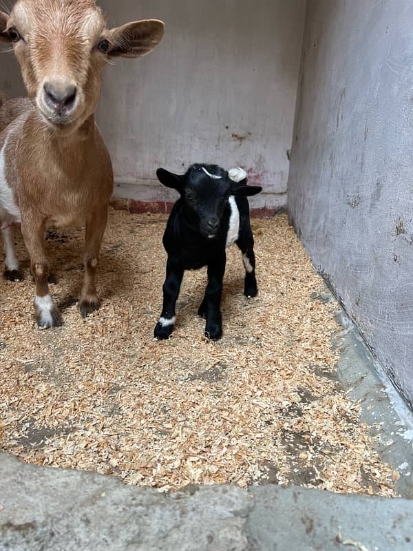 Nigerian Dwarf Goat Kid 2