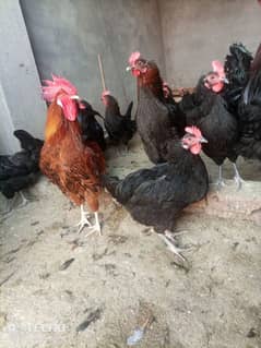 Australorp