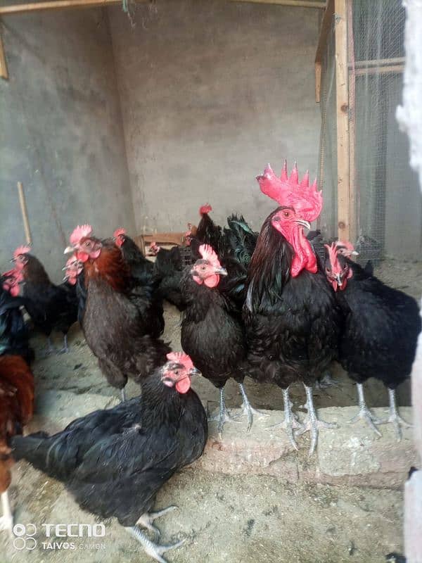 Australorp Layer Hens For Sale 1