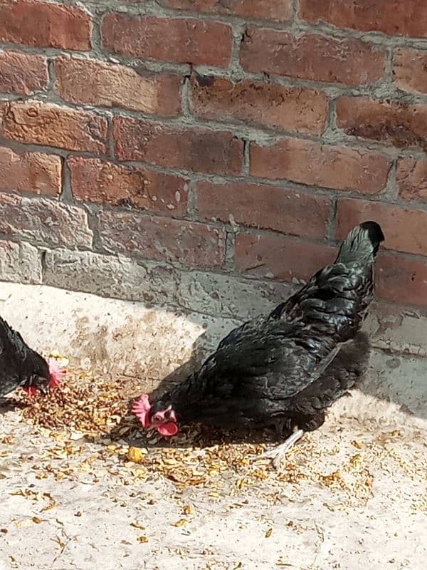 Australorp Layer Hens For Sale 2