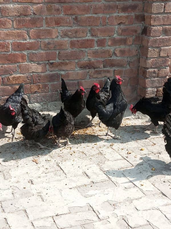 Australorp Layer Hens For Sale 3