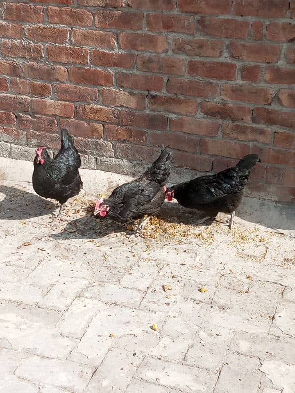 Australorp Layer Hens For Sale 4