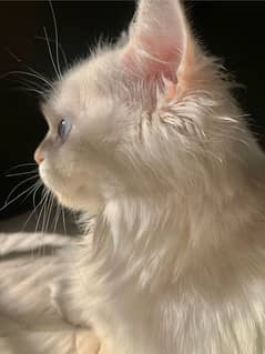 persian white cat blue eyes triple code