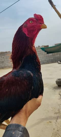 aseel miawali murgh