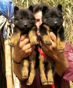 German Shepherd dog / german shepherd puppy  Pair  for sale