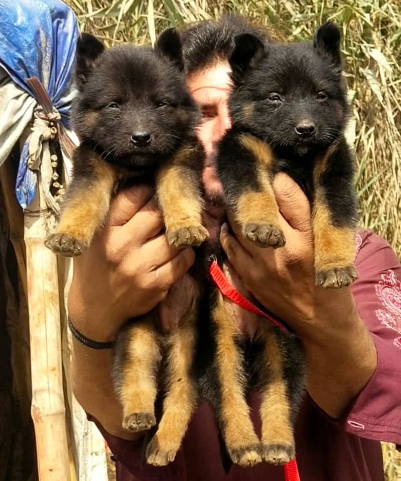 German Shepherd dog / german shepherd puppy  Pair  for sale 0